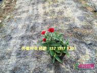 百日草
